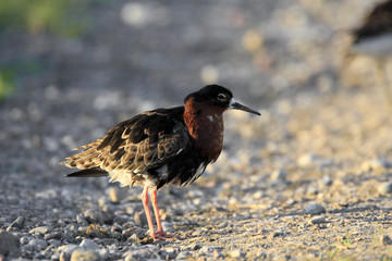 Single Ruff bird on grassy wetlands during a spring nesting period