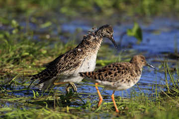 Pair of mating Ruff birds on grassy wetlands during a spring nesting period