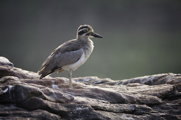 Great stone-curlew