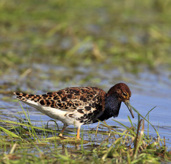 Single Ruff bird on grassy wetlands during a spring nesting period