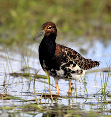 Single Ruff bird on grassy wetlands during a spring nesting period
