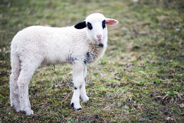 Animal,farming, nature and agriculture concept- Lambs in the field