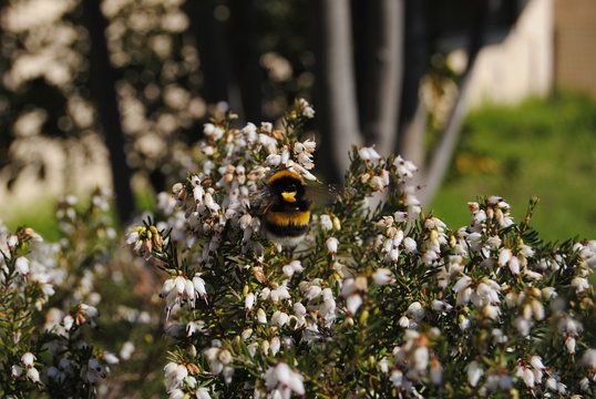 Abelhão á vista, abelha pousada numa flor branca a colher polén