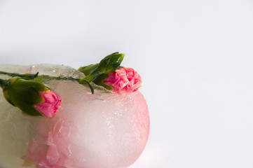 Carnations frozen in ice. Close-up
