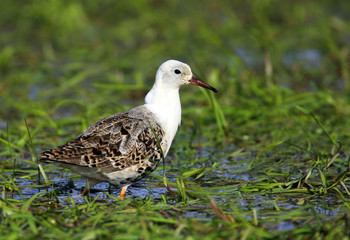 Single Ruff bird on grassy wetlands during a spring nesting period