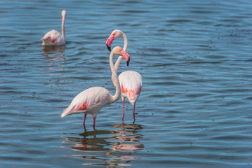 Greater flaingos in a wetland