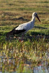 Single White Stork bird on a grassy meadow during the spring nesting period