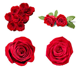 flower rose petal blosspm background