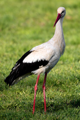 Single White Stork bird on a grassy meadow during the spring nesting period