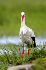 Single White Stork bird on a grassy meadow during the spring nesting period