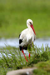 Single White Stork bird on a grassy meadow during the spring nesting period