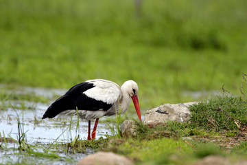 Single White Stork bird on a grassy meadow during the spring nesting period