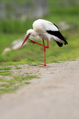Single White Stork bird on a grassy meadow during the spring nesting period