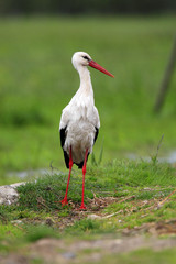 Single White Stork bird on a grassy meadow during the spring nesting period