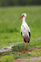 Single White Stork bird on a grassy meadow during the spring nesting period