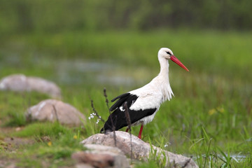Fototapeta na wymiar Single White Stork bird on a grassy meadow during the spring nesting period
