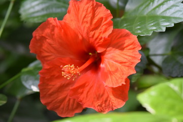 Hibiscus red flower 