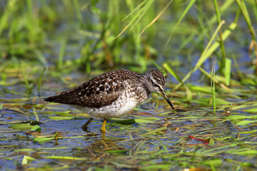 Single Wood sandpiper bird on grassy wetlands during a spring nesting period