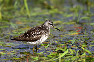 Single Wood sandpiper bird on grassy wetlands during a spring nesting period