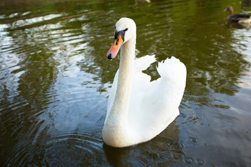 White swan in a lake, close up