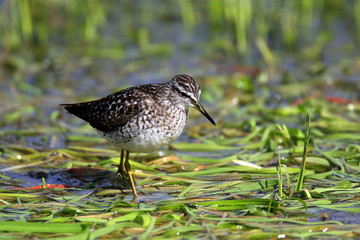 Single Wood sandpiper bird on grassy wetlands during a spring nesting period