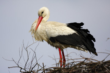Single white Stork bird on a nest during the spring nesting period