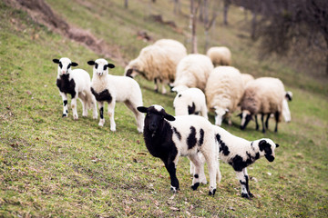 Naklejka na ściany i meble Animal,farming, nature and agriculture concept- Lambs in the field