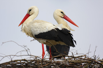 White Stork birds on a nest during the spring nesting period