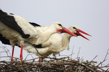 White Stork birds on a nest during the spring nesting period