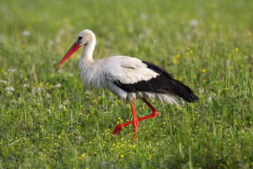 Single White Stork bird on a grassy meadow during the spring nesting period