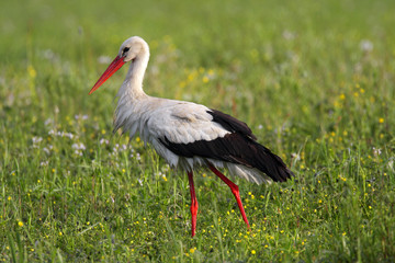 Single White Stork bird on a grassy meadow during the spring nesting period