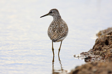 Single Wood sandpiper bird in wetlands during a spring nesting period