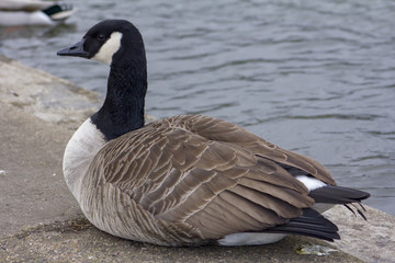 Canada Goose