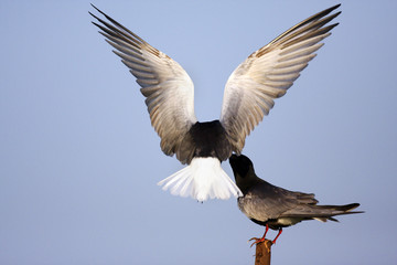 Obraz premium Pair of White-winged Black Tern birds feeding during a spring nesting period