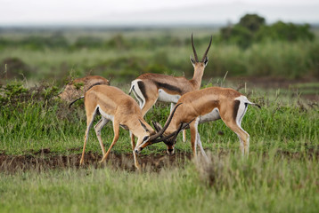 Grant's Gazelle - Nanger granti, small fast antelope from African savanna, Tsavo National Park, Kenya.