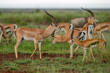 Grant's Gazelle - Nanger granti, small fast antelope from African savanna, Tsavo National Park, Kenya. - obrazy, fototapety, plakaty