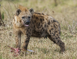 Hyena eating, Africa