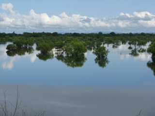 The flooded forest