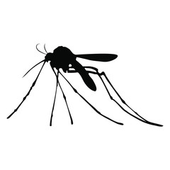 Silhouette of mosquito isolated on white background.