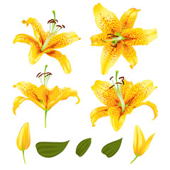 vector realistic lily flower blossom set