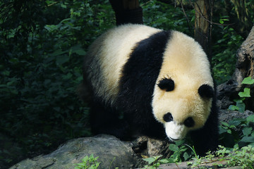 panda in forest