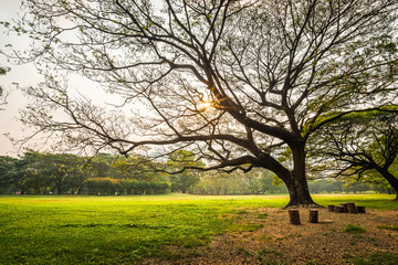 Big rain tree with green grass field in Public Park