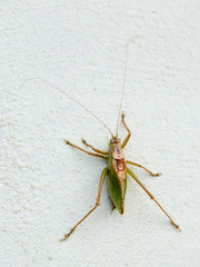 Green grasshopper on a white background