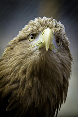 Eagle Eye