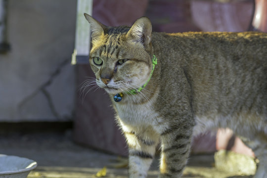 Cat With Abscess From Bite Wound On Face