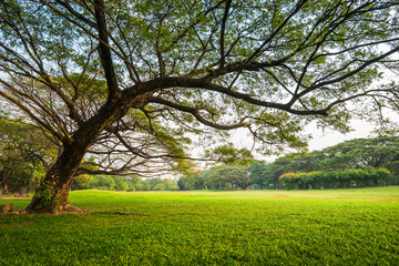 Big rain tree with green grass field in Public Park