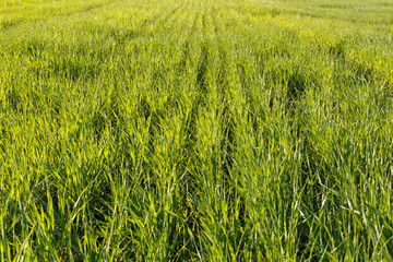 Young wheat field at spring