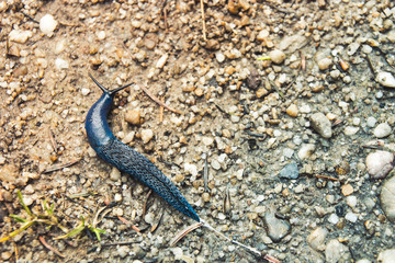 Big long blue slug crawling on the ground with close-up
