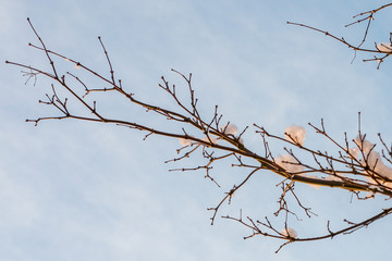 Snow kissed branches