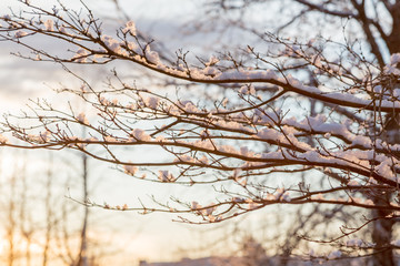 Fototapeta na wymiar Snow kissed branches
